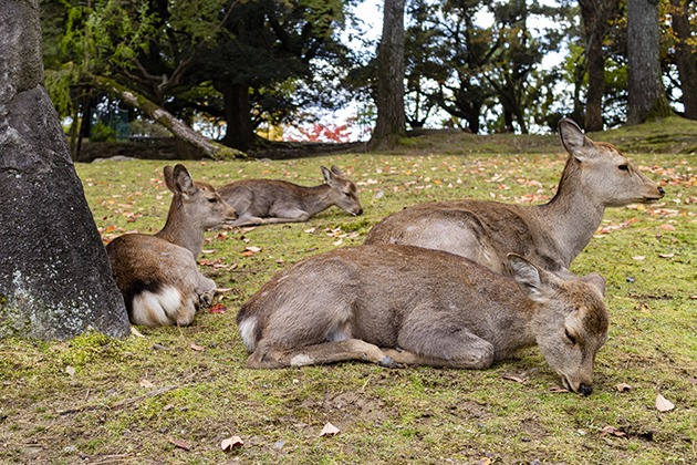 奈良公園の鹿