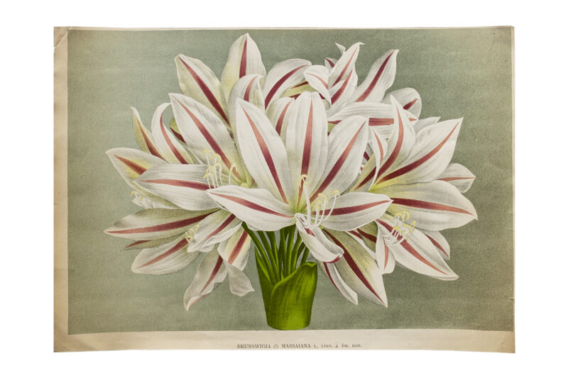 1887年ブリュッセル発行の植物画集 Brunsvigia massaiana (Linden & Rodigas)